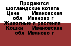 Продаются шотландские котята › Цена ­ 1 - Ивановская обл., Иваново г. Животные и растения » Кошки   . Ивановская обл.,Иваново г.